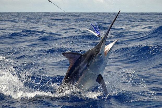 Zihuatanejo Fishing